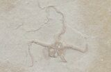 Jurassic Brittle Star (Sinosura) Fossils - Solnhofen #68981-1